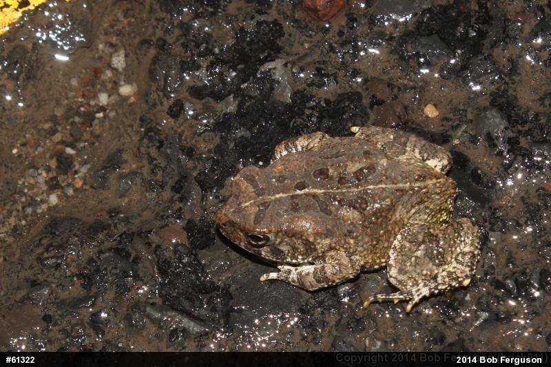 Fowler's Toad