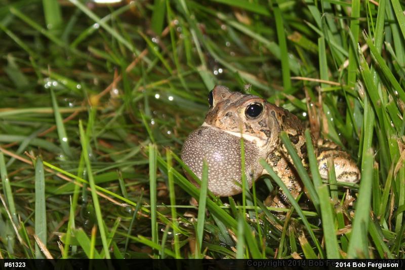 Fowler's Toad