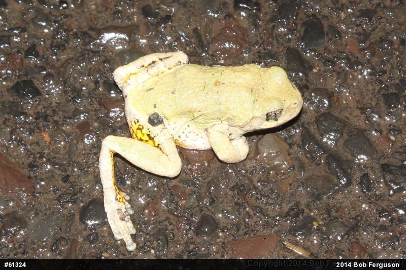 Unknown Gray Treefrog