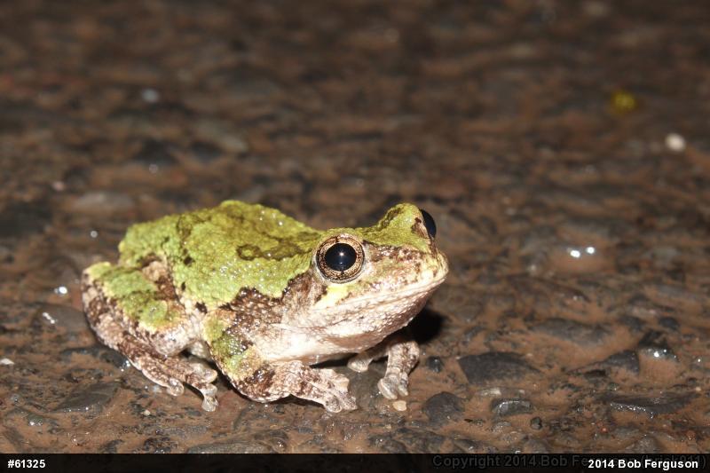Gray Treefrog
