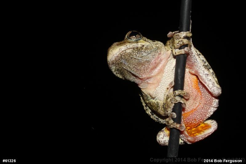 Unknown Gray Treefrog
