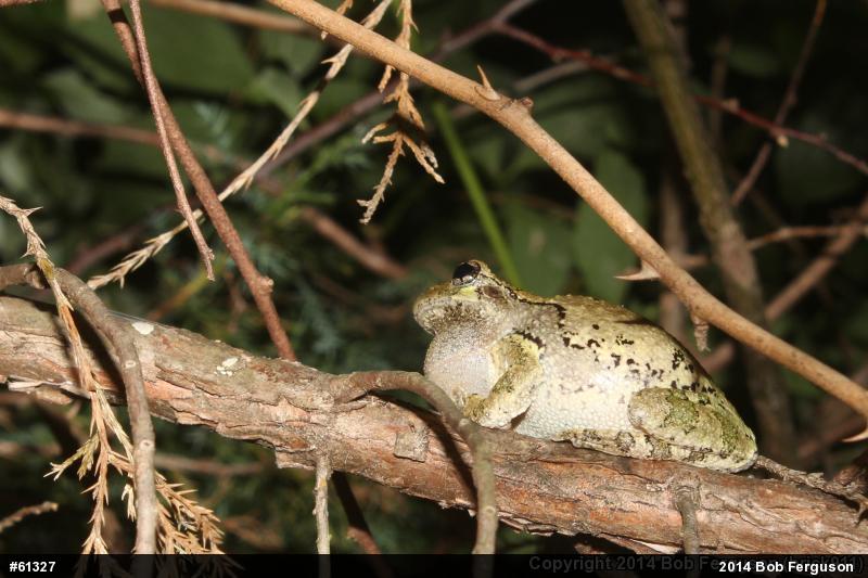 Unknown Gray Treefrog