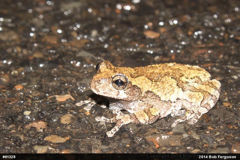 Unknown Gray Treefrog
