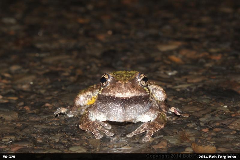 Unknown Gray Treefrog