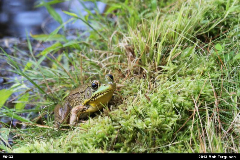Green Frog