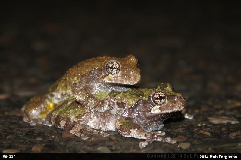 Unknown Gray Treefrog