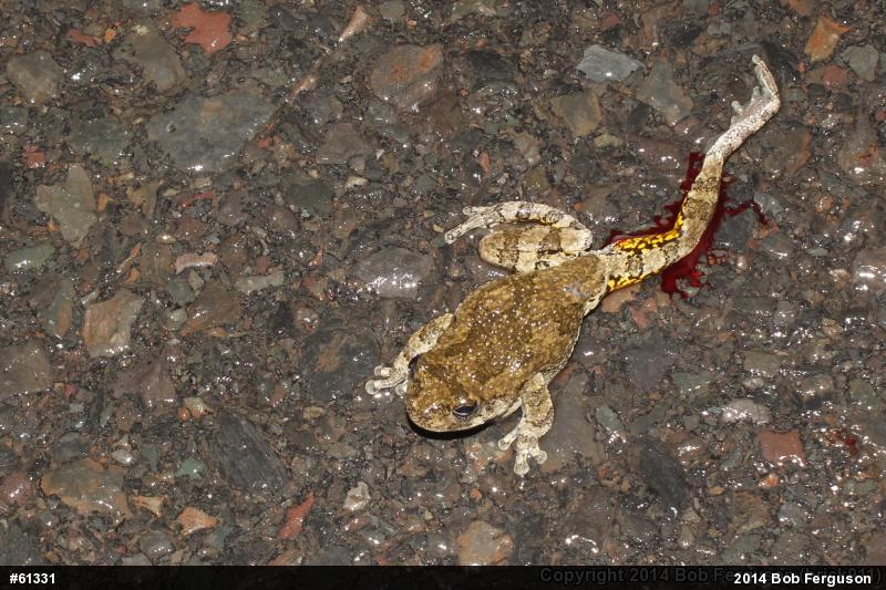 Unknown Gray Treefrog