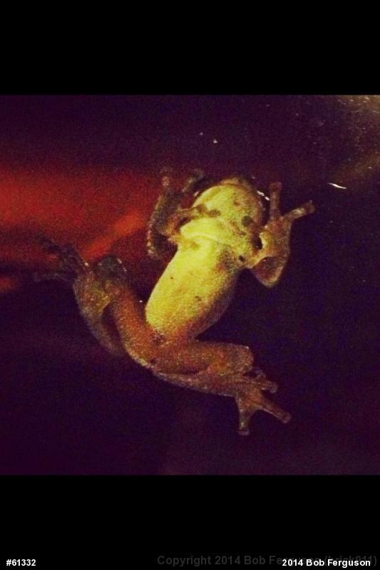 Gray Treefrog
