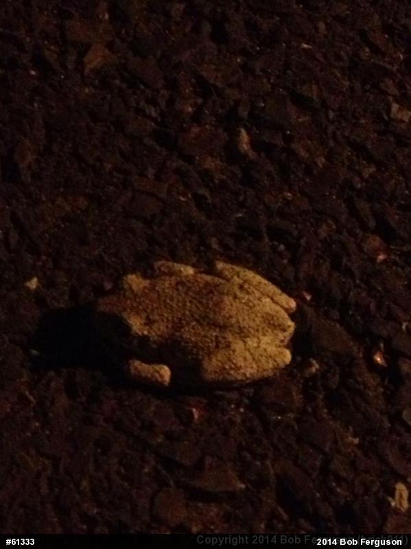 Gray Treefrog