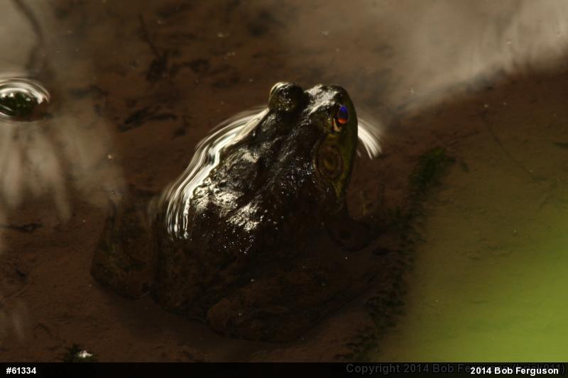 American Bullfrog