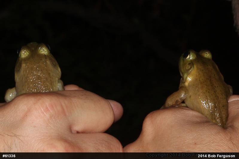 American Bullfrog