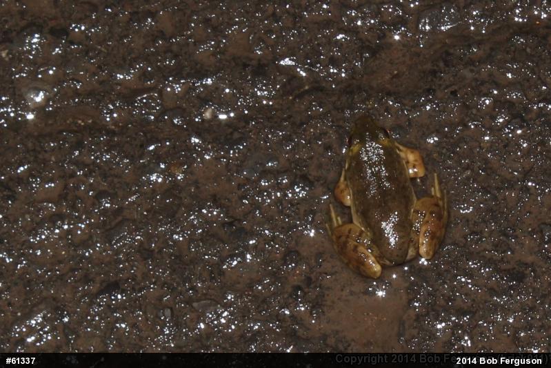 American Bullfrog