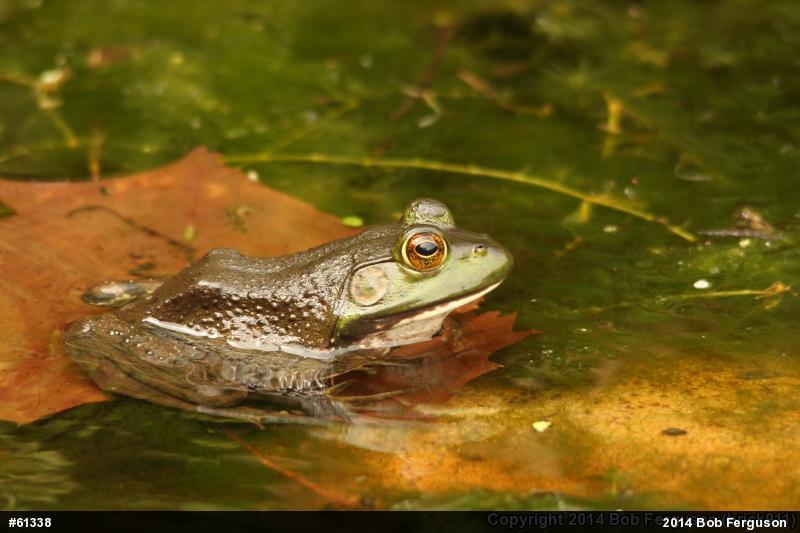 American Bullfrog