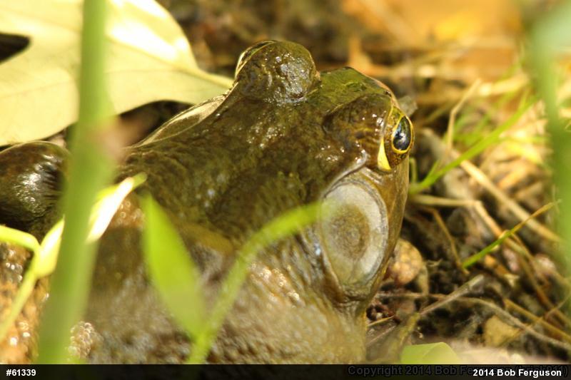 American Bullfrog