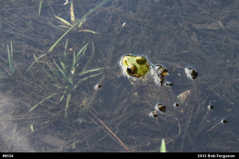 Green Frog