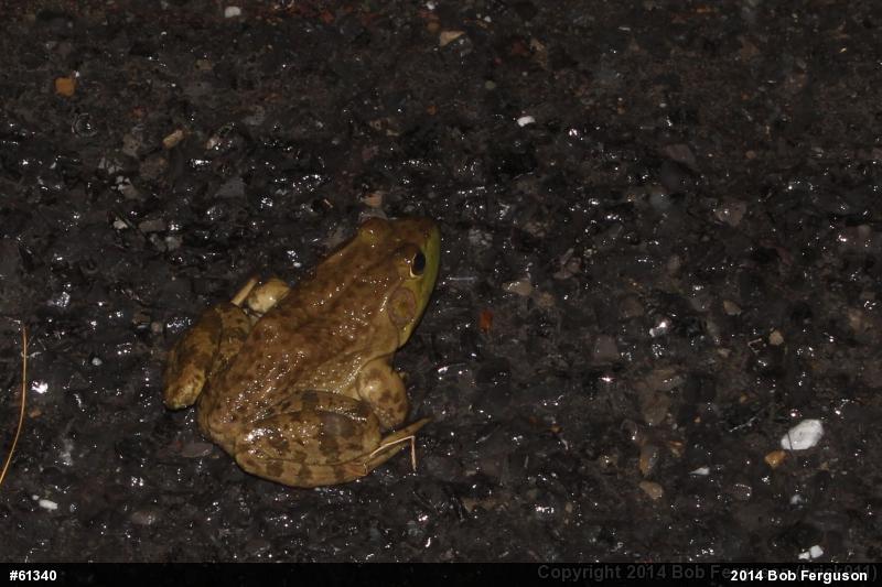 American Bullfrog