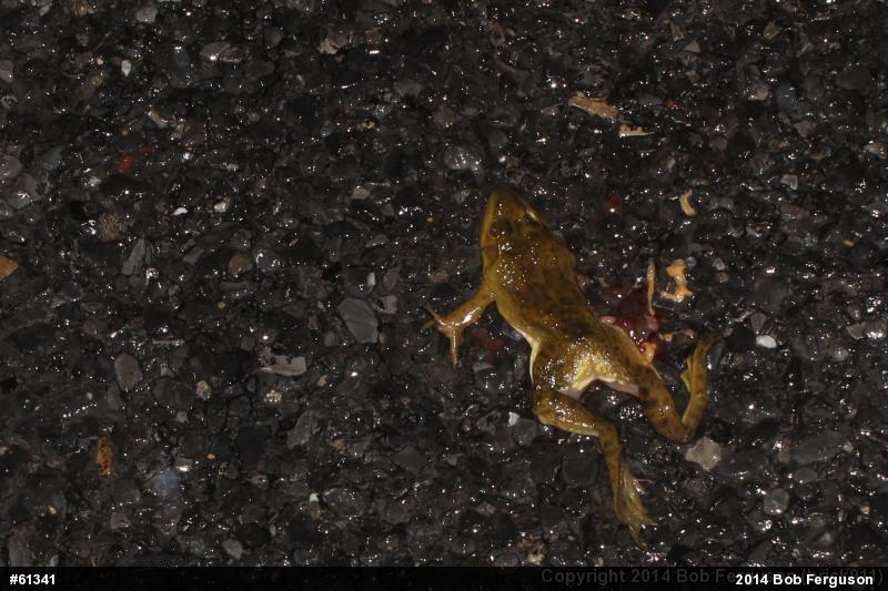 American Bullfrog