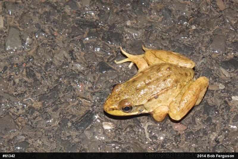 Green Frog