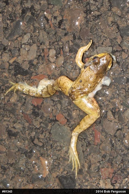 Green Frog
