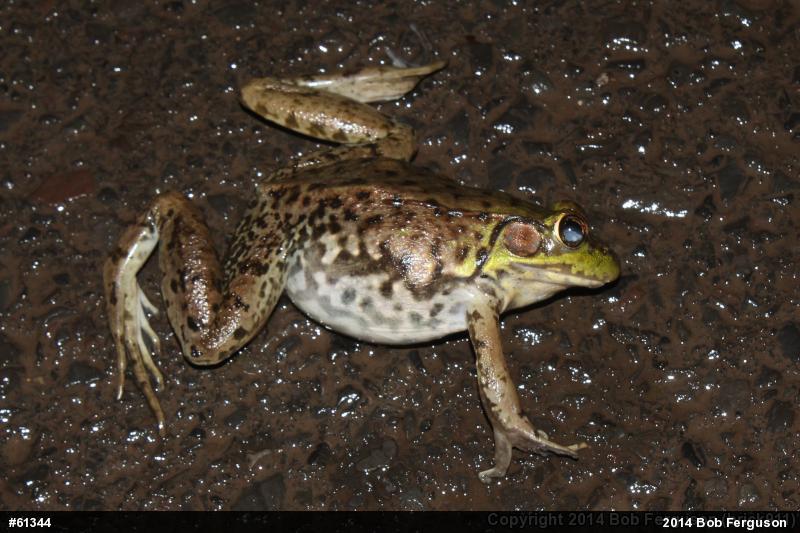 Green Frog