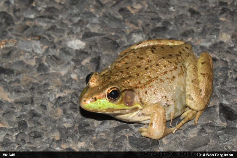 Green Frog