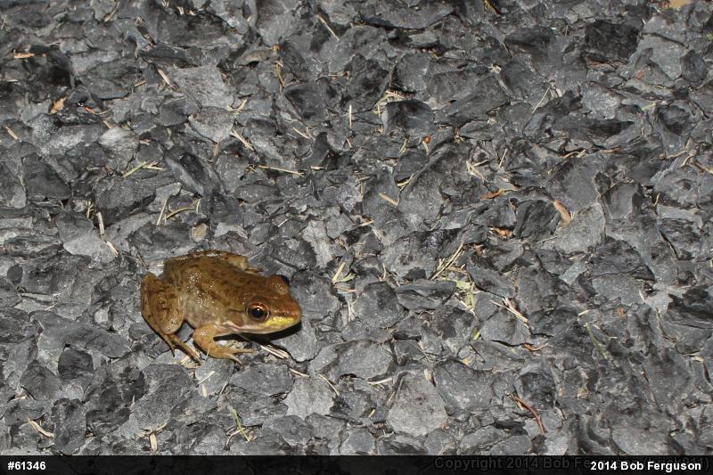 Green Frog
