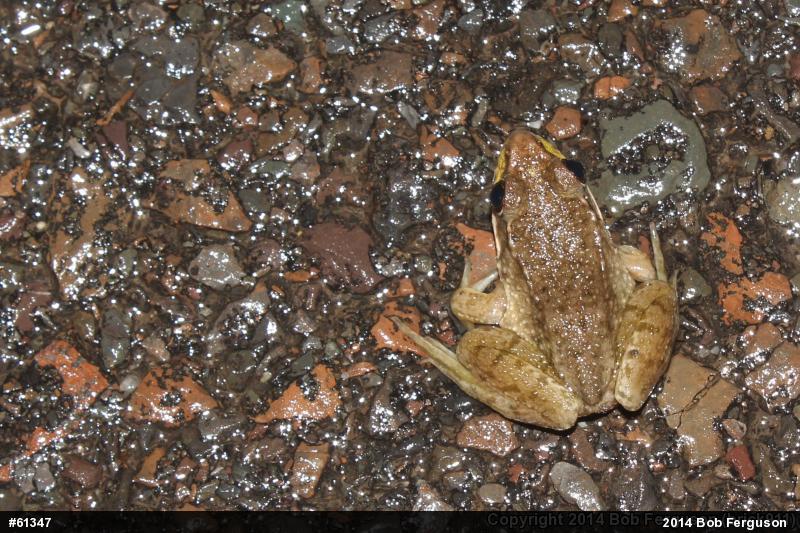 Green Frog