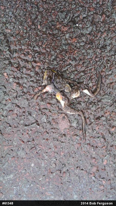 Green Frog