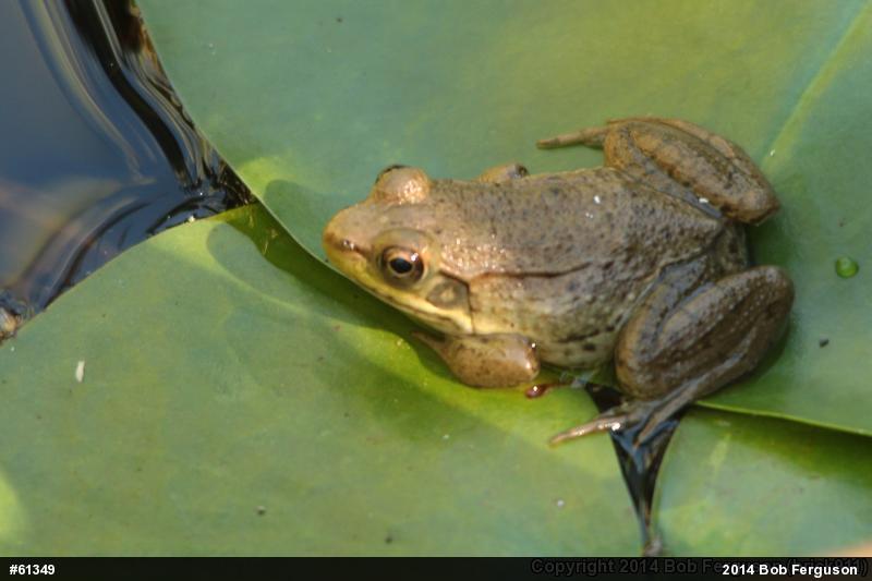 Green Frog