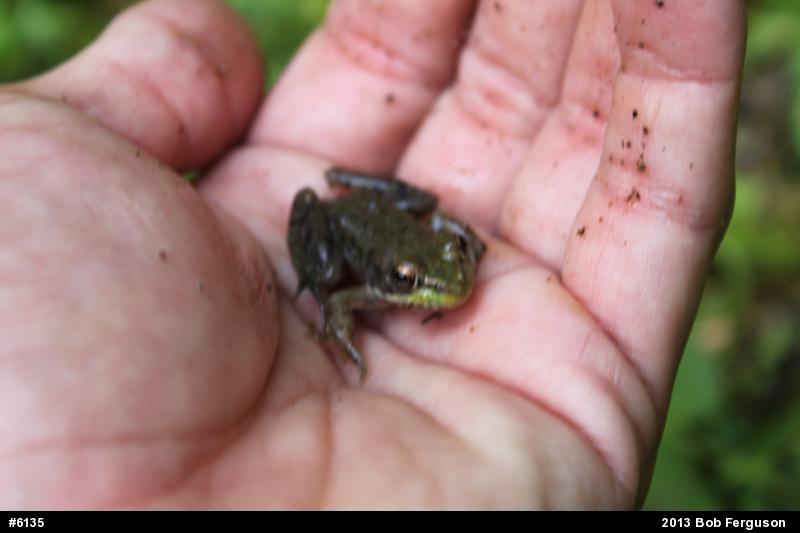 Green Frog