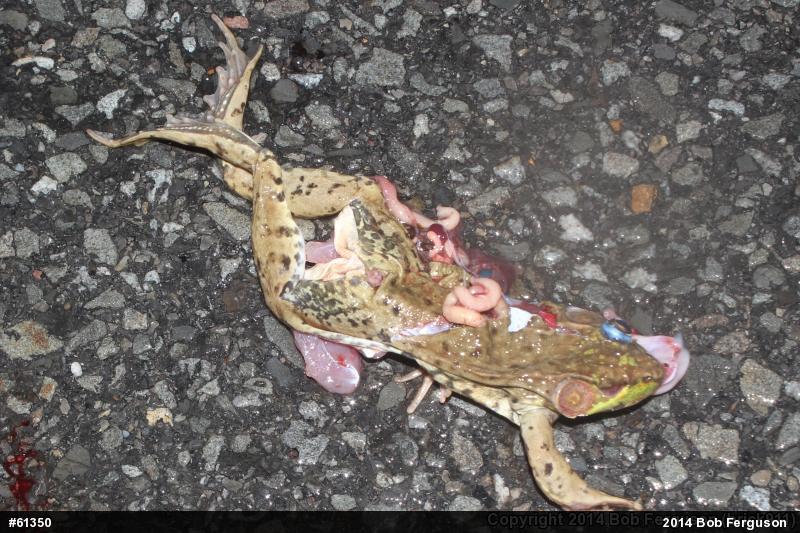 Green Frog