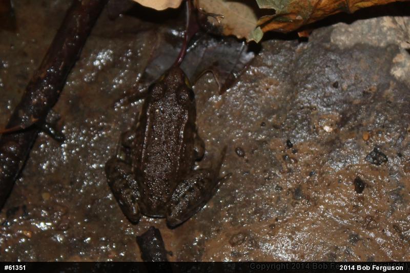 Green Frog