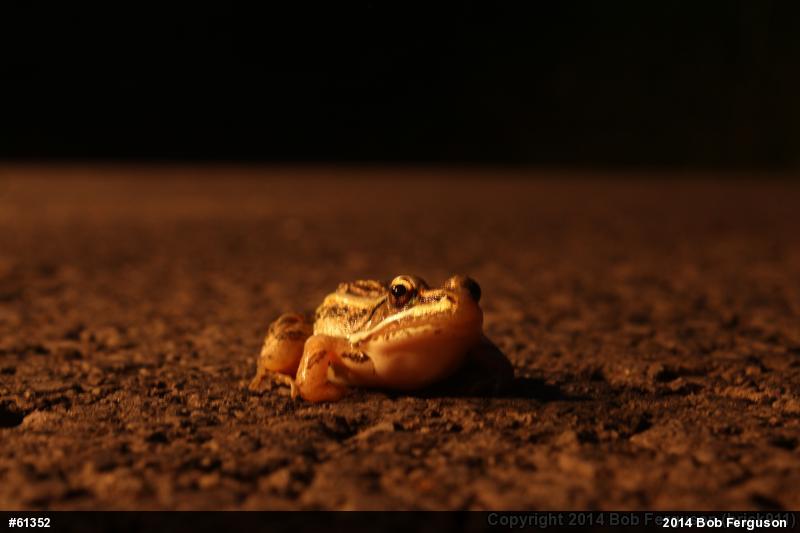 True Frogs