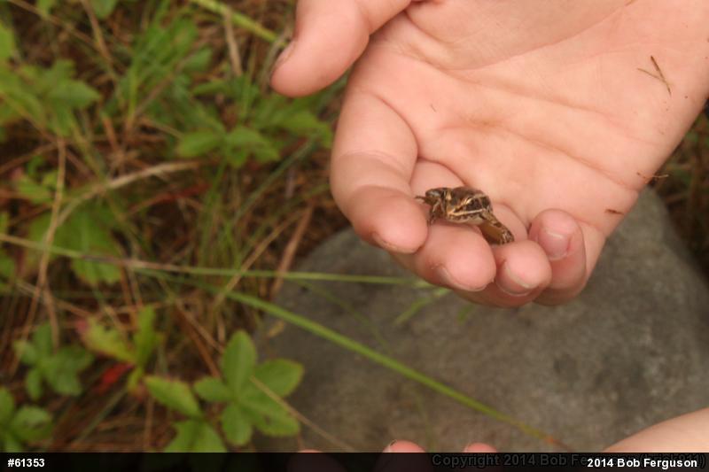 Pickerel Frog