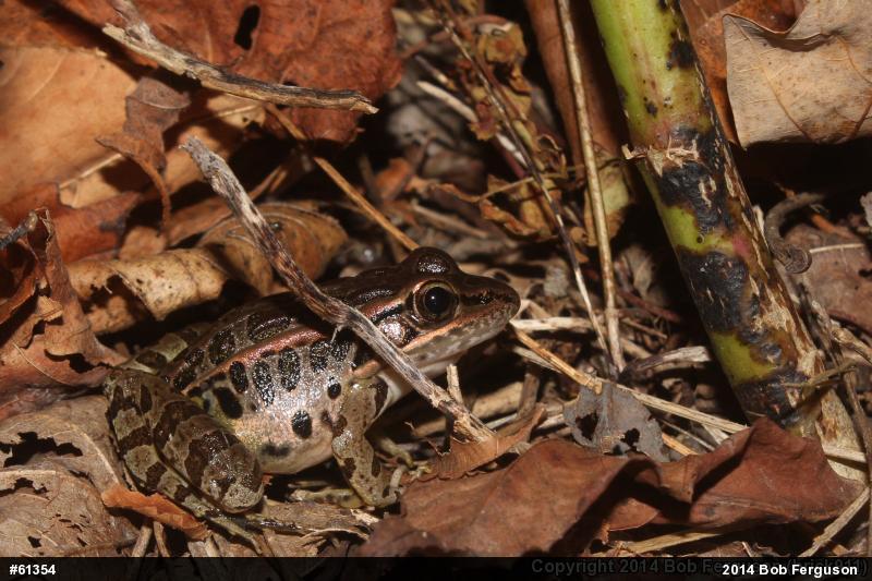 Pickerel Frog