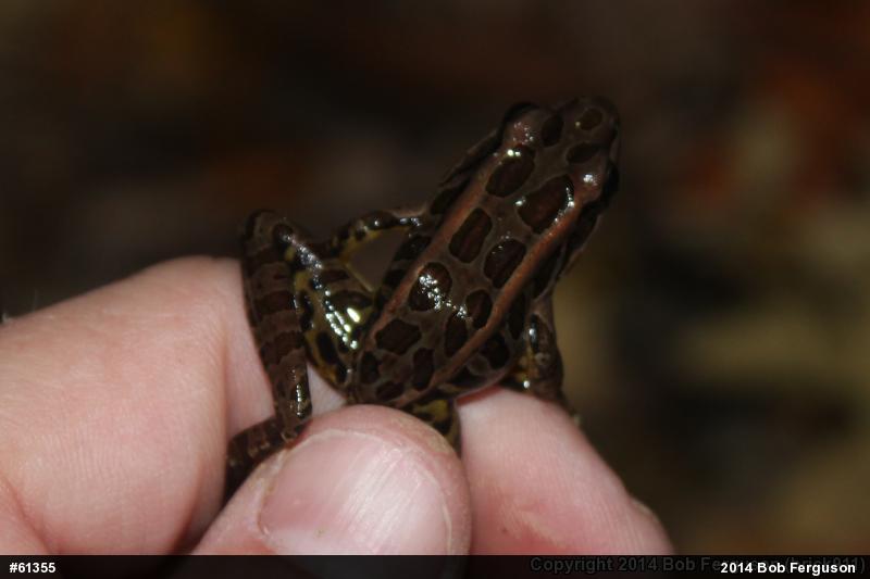 Pickerel Frog