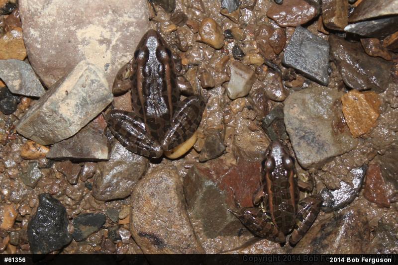 Pickerel Frog