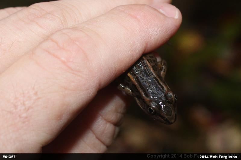 Pickerel Frog