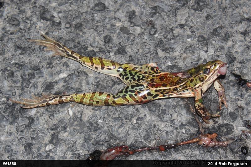 Northern Leopard Frog