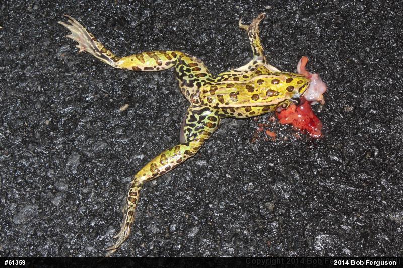 Northern Leopard Frog