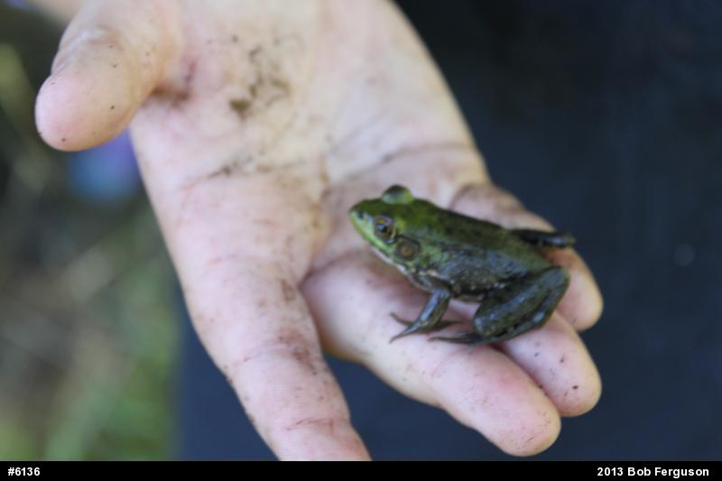 Green Frog