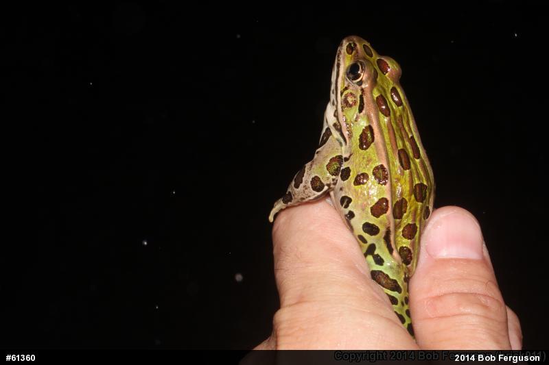 Northern Leopard Frog