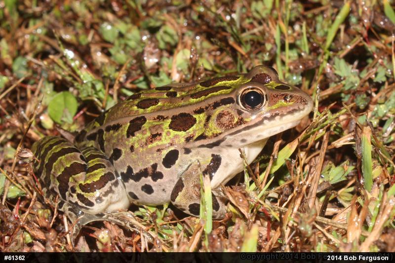 Northern Leopard Frog