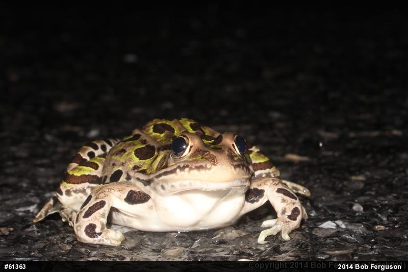 Northern Leopard Frog