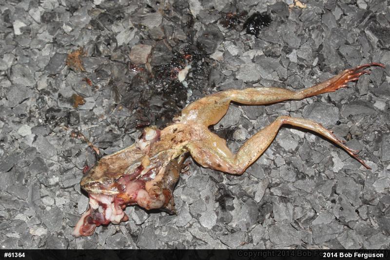 Wood Frog