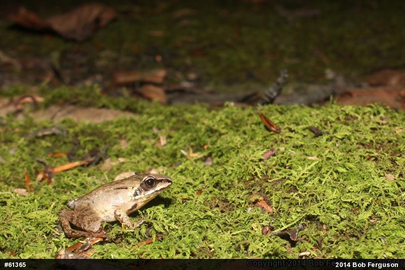 Wood Frog