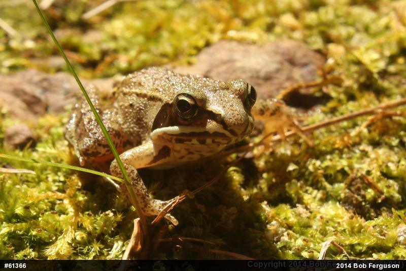 Wood Frog