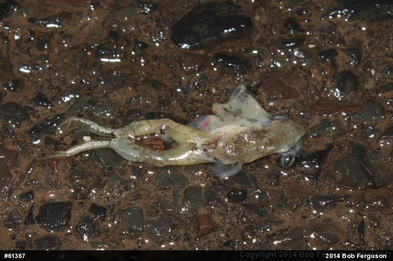 Spring Peeper