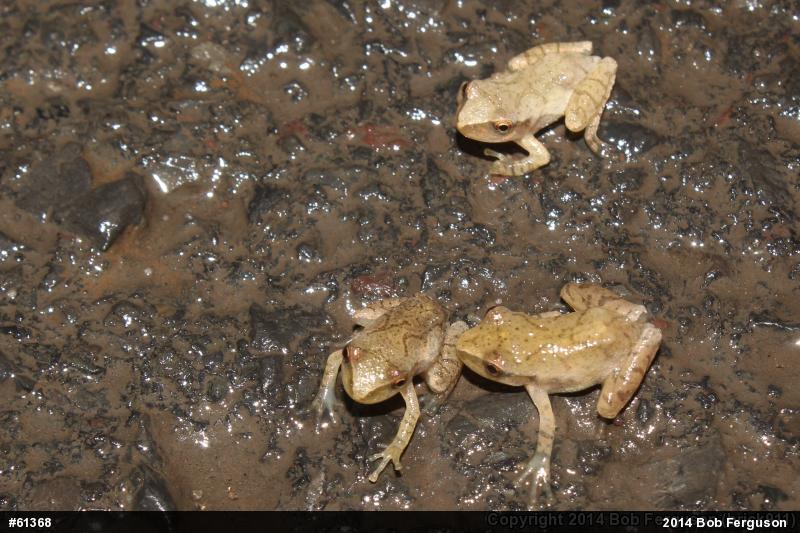 Spring Peeper