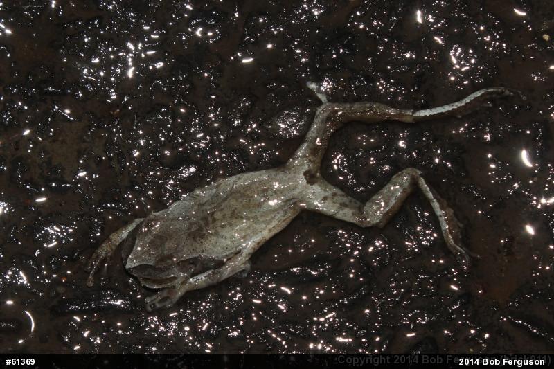 Spring Peeper